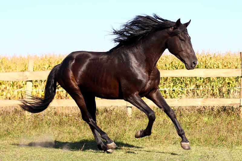 caballo carrusel tiovivo